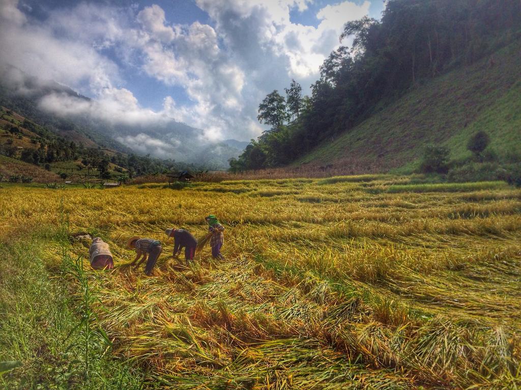 Kowitfarmstay Ban Mae Pan Noi Extérieur photo
