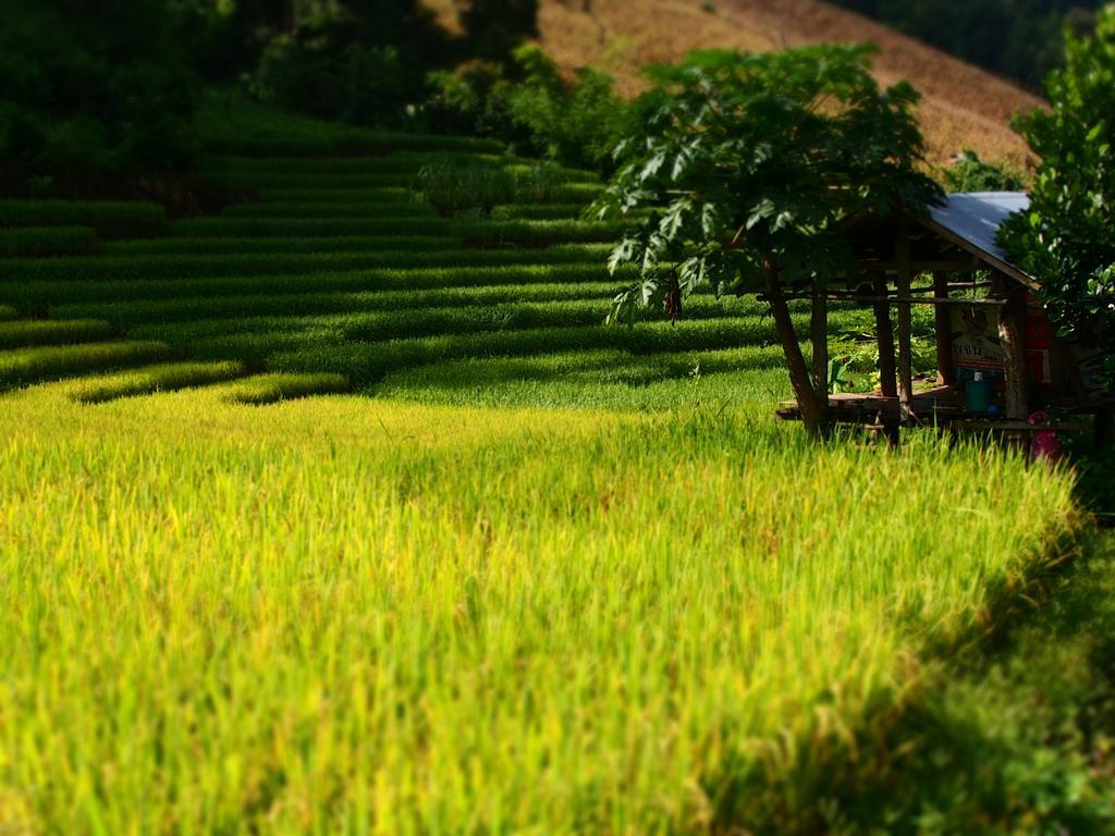 Kowitfarmstay Ban Mae Pan Noi Extérieur photo