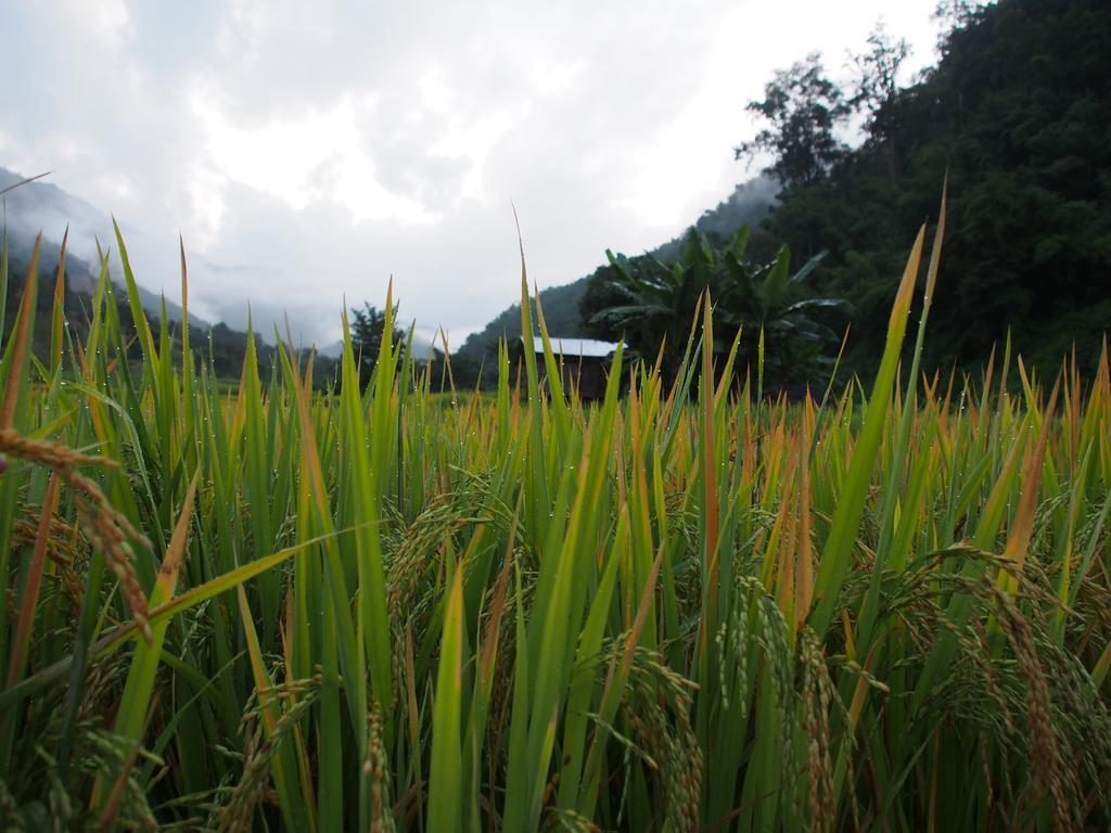 Kowitfarmstay Ban Mae Pan Noi Extérieur photo