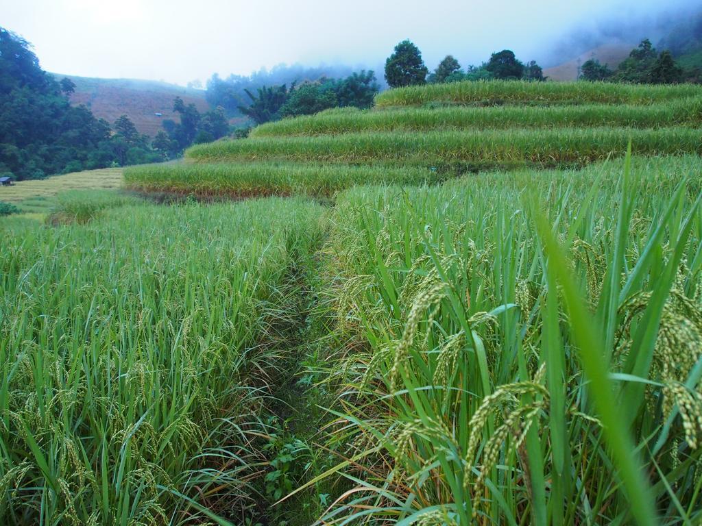 Kowitfarmstay Ban Mae Pan Noi Extérieur photo